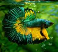 ikan cupang halfmoon