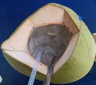 Kelapa Muda Khas Sumatera Barat