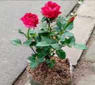 Bibit Bunga Mawar